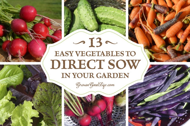 To direct sow your seeds just means to plant your seeds outdoors in the garden instead of starting the seeds indoors under lights. Plants that are either difficult to transplant or don't need extra time to get a jump start can be sowed directly into the ground. Here are 13 easy vegetables to direct sow in your garden. To direct sow your seeds just means to plant your seeds outdoors in the garden instead of starting the seeds indoors under lights. Plants that are either difficult to transplant or don't need extra time to get a jump start can be sowed directly into the ground. Here are 13 easy vegetables to direct sow in your garden.