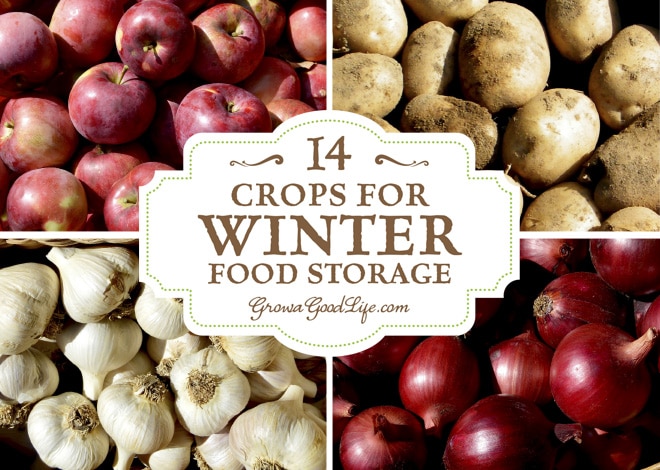 Take advantage of your local farmers’ markets and farm stands in the fall and stock up on these locally grown crops for your winter food storage. If you have an area in your basement, crawlspace, or garage that stays cool all winter long, you can make use of these cold spots to keep storage crops fresh well into winter. Take advantage of your local farmers’ markets and farm stands in the fall and stock up on these locally grown crops for your winter food storage. If you have an area in your basement, crawlspace, or garage that stays cool all winter long, you can make use of these cold spots to keep storage crops fresh well into winter.