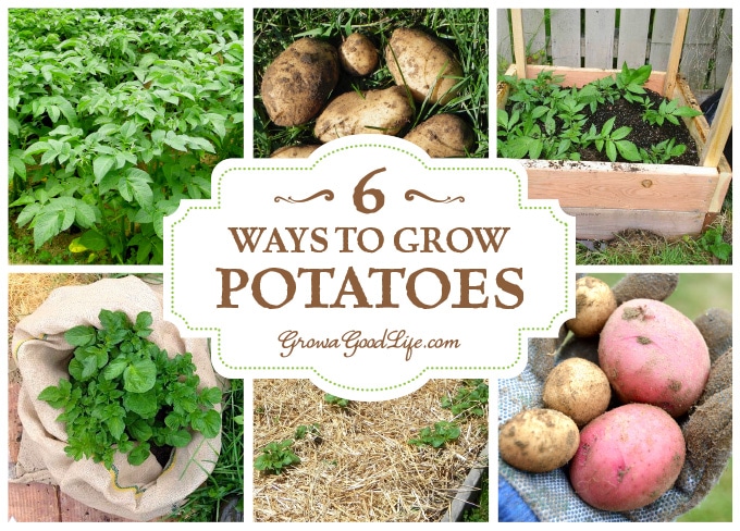 Whether you are striving for a few gourmet fingerling potatoes for fresh eating or growing a large crop for winter food storage, here are several different ways to grow potatoes in your garden. Whether you are striving for a few gourmet fingerling potatoes for fresh eating or growing a large crop for winter food storage, here are several different ways to grow potatoes in your garden.