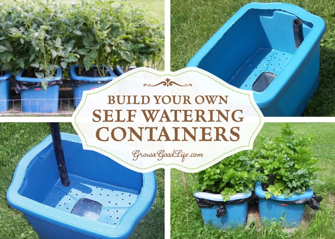 Self watering containers are an enclosed growing system that decreases moisture evaporation and offers a consistent water supply to your plants. It is made up of two chambers, the growing chamber and the water reservoir chamber. The growing chamber contains a wick that descends into the water reservoir that pulls water up into the growing chamber as needed for the plants. See how to make self watering containers out of some easy to find items. Self watering containers are an enclosed growing system that decreases moisture evaporation and offers a consistent water supply to your plants. It is made up of two chambers, the growing chamber and the water reservoir chamber. The growing chamber contains a wick that descends into the water reservoir that pulls water up into the growing chamber as needed for the plants. See how to make self watering containers out of some easy to find items.