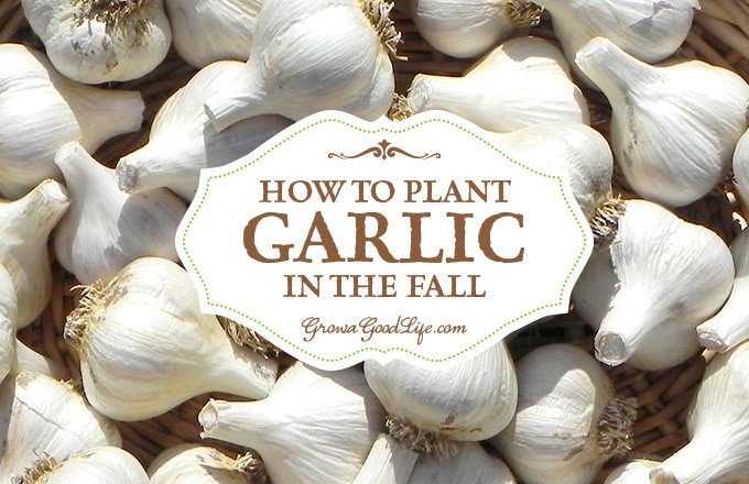 Garlic is one of the easiest crops you can grow in your garden. It is a long season crop with a unique growing pattern compared to other garden crops. Garlic is planted in fall in order to give it a head start and enough time to produce a larger bulb. Garlic is one of the easiest crops you can grow in your garden. It is a long season crop with a unique growing pattern compared to other garden crops. Garlic is planted in fall in order to give it a head start and enough time to produce a larger bulb.