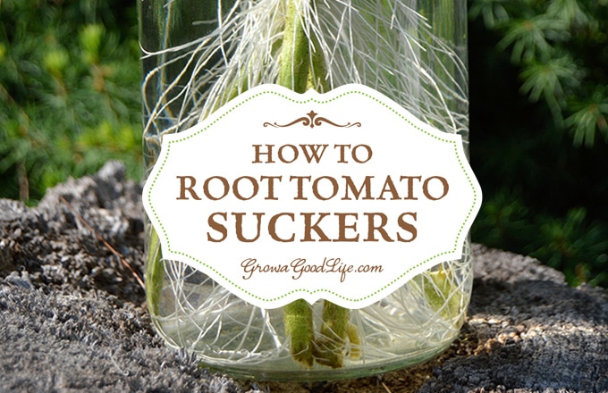 Did you know you could root tomato suckers for a second crop of fresh and healthy plants? Cloning tomato plants from suckers is quicker than starting a new crop from seed. Did you know you could root tomato suckers for a second crop of fresh and healthy plants? Cloning tomato plants from suckers is quicker than starting a new crop from seed.
